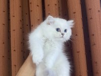 British Longhair Silver Point Erkek
