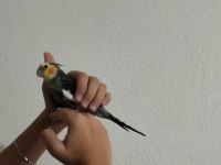 9 aylık Kendini sevdiren Aile Kuşu Sultan Papağanı