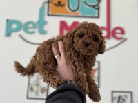Petmode köpek çiftliğinden tea cup kore poodle