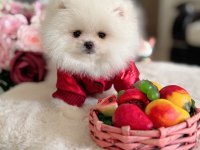TEACUP AYICIK POMERANİAN