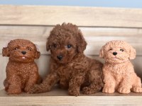 Gerçek red brown biblo ev doğum poodle