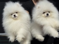 Petmode köpek çiftliğinde ziyarete açık pomeranian