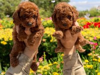Toypoodle sevimli yavrular ruhsatlı çiftlik