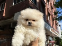 Boo Pomeranian Teddy Bear