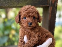Redbrown Toypoodle