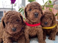 SAFKAN IRK GARANTİLİ POODLE BEBEKLER