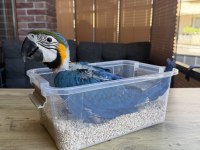 YASAL BELGELİ BEBEK YAVRU SARI LACİVERT MACAW PAPAĞANI