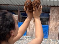 Kore red dark poodle bebışler