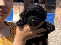 Siyah toypoodle zeytin gözlü şirin yavrular
