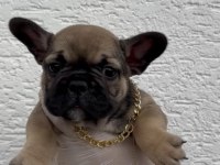 Uygun French Bulldog Yavrularımız