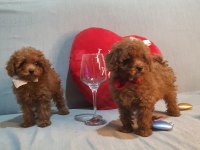 Kore kan poodle yavrular