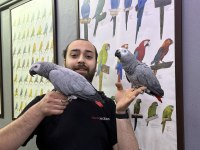 Konuşan Zeki Jako Papağanı