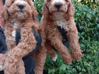 IRK VE SAĞLIK GARANTİLİ POODLE BEBEKLERİMİZ