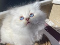 BRİTİSH LONGHAİR KEDİSİ