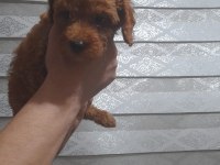 Ev ortamı poodle bebekler