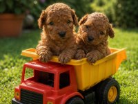TATLI KUCUK POODLE MINIKLER