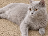 Yetişkin British Shorthair Red ve Lilac Kısır Dişiler