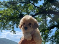 SEVİMLİ MALTİPOO KÖPEKLERİM