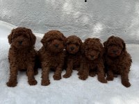 DENİZLİNİN EN GÖZDE POODLE BEBEKLERİ