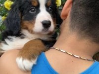 (SDK) Çiftlikten ırk garantili BERNESE DAĞ KÖPEĞİ