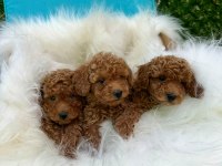 SAFKAN IRK GARANTİLİ POODLE BEBEKLER