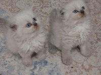 TOPKAFA KAN HATTI BELLİ SAFKAN CİNS KEDİLER
