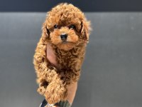 Profesyonel ruhsatlı çiftlikde ziyarete açık toy poodle