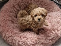 Sağlık ırk kg garantili orijinal gerçek Maltipoo