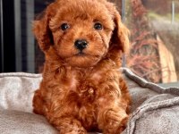 2 Aylık Kıvırcık Toy Poodle yavrularım