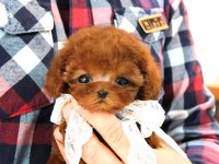 Teady Bear Kore Kani̇ Toy Poodle Yavrular
