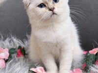 Muhteşem Kalite Sıfır Kulak Scottish Fold