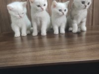 British shorthair bebeklerim