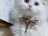 Scottish fold ve scottish longhair yavrular