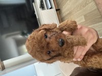 2 aylık poodle yavrularımız