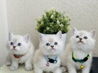 British Shorthair Lynx Point Yavrular