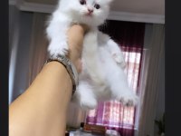 SAFKAN MAVİ GÖZ BRİTİSH YAVRUMUZ