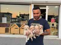 TÜRKİYENİN EN GÜZEL MALTİPOO YAVRULARI RENK RENK ANKARA