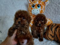 Toy poodle köpeği