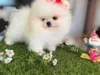 MİNİ BOY DİŞİ KORE KAN POMERANİAN