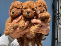 Tuvalet eğitimli kore toy poodle
