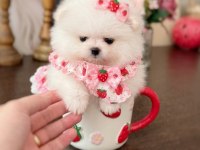 MİNİ BOY PRENSES POMERANİAN BOO