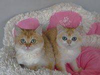 Scr li anne babadan golden ny12 British shorthair