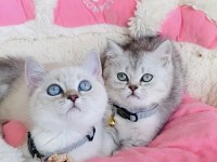 Show kalite point ve Slver british shorthair bebekleirm