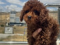 Yasal ruhsatlı çiftlikte ziyarete açık toy poodle