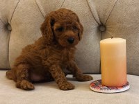 Güzel poodle kızımız