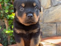 A kalite rottweiler yavruları