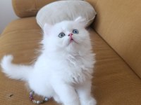 EŞSİZ GÖZ RENGİNE SAHİP BRİTİSH LONGHAİR YAVRUM