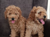 Toy poodle yavru köpeklerimiz