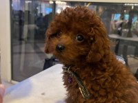 Üst Kalite Büyümeyen Teacup Poodle Yavrumuz