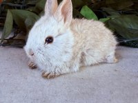 SAFKAN HOLLANDA LOP VE CÜCE TAVŞAN YAVRULAR